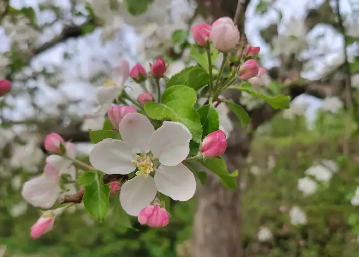 Obstblüte