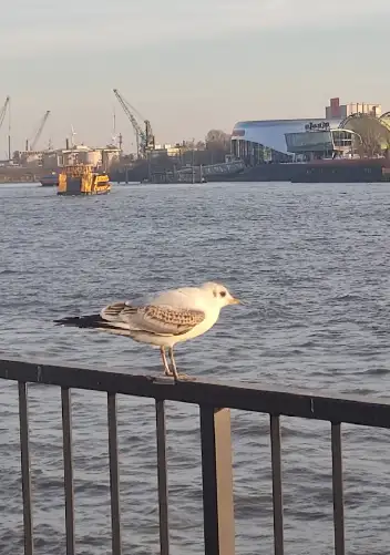 Möwe im Hamburger Hafen