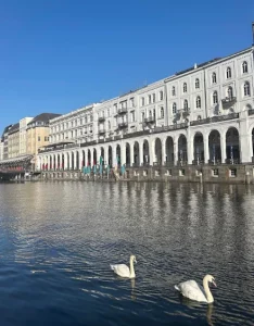 Alsterschwäne Binnenalster