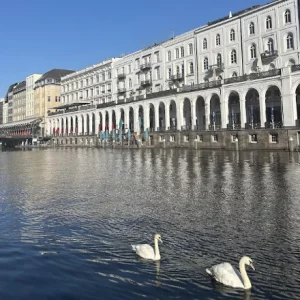 Hamburg Alsterschwäne Foto